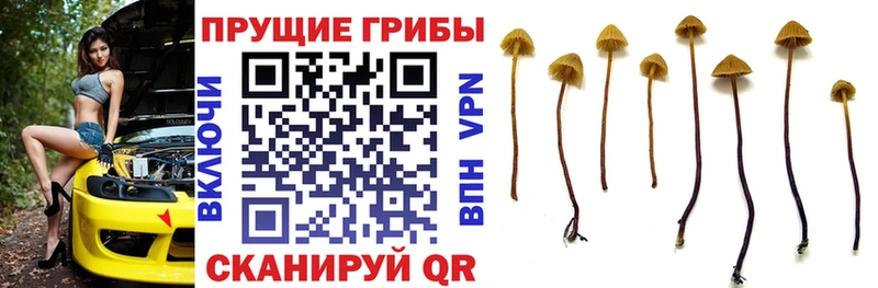 Псилоцибиновые грибы Psilocybe  купить  цена  Славск 